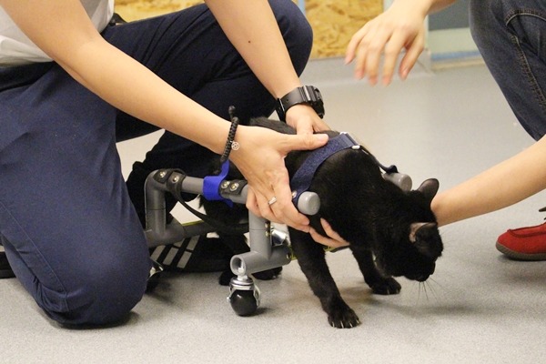 第二次使用輪椅的情況比第一次好很多,至少整個身體都進了輪椅。 江幸芸/攝