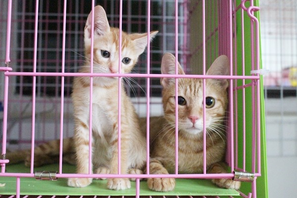 警方表示，母貓剛產下小孩，情緒不穩，請飼主暫時不要太靠近貓咪。此為示意圖。　江幸芸/攝