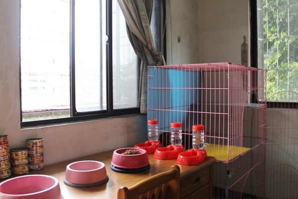 校長宿舍其中一間房開放給校內TNR浪貓使用,備妥飼料、飲水、貓籠,並讓牠們自由進出。 江幸芸/攝