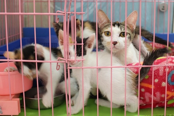 明志貓貓俱樂部進駐校長宿舍,特教組長李文蓉另利用廢棄廁所,作為母貓待產或貓媽媽帶小孩的暫時住所。 江幸芸/攝