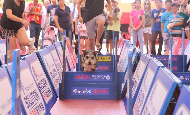 活動不限身分，不只新北市市民，所有飼主都能參加哦！　新北市動保處/提供