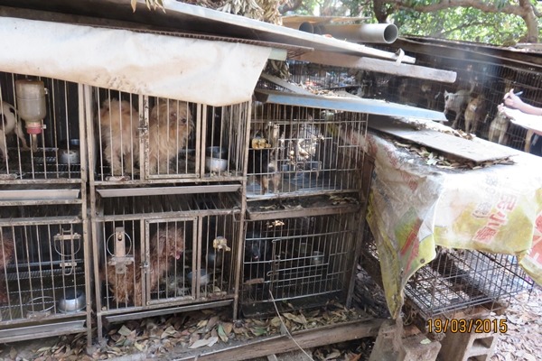 彰化無照繁殖場是樁案外案,防疫所所長說,同業間互相「照應」、民眾不容易接觸,很難查獲無照業者。 彰化縣動物防疫所/提供