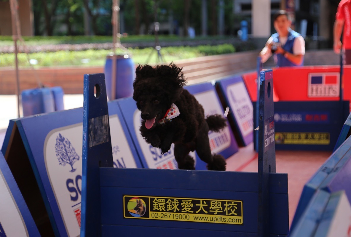 搞不定你的愛犬嗎？那你一定要來聽鐶銶愛犬學校的訓犬教學。　新北市動保處/提供