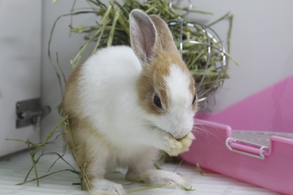 美國紐約市收容所數量爆增，日前紐約市議會通過法案，禁止市內寵物店賣寵物兔。　何宜/攝