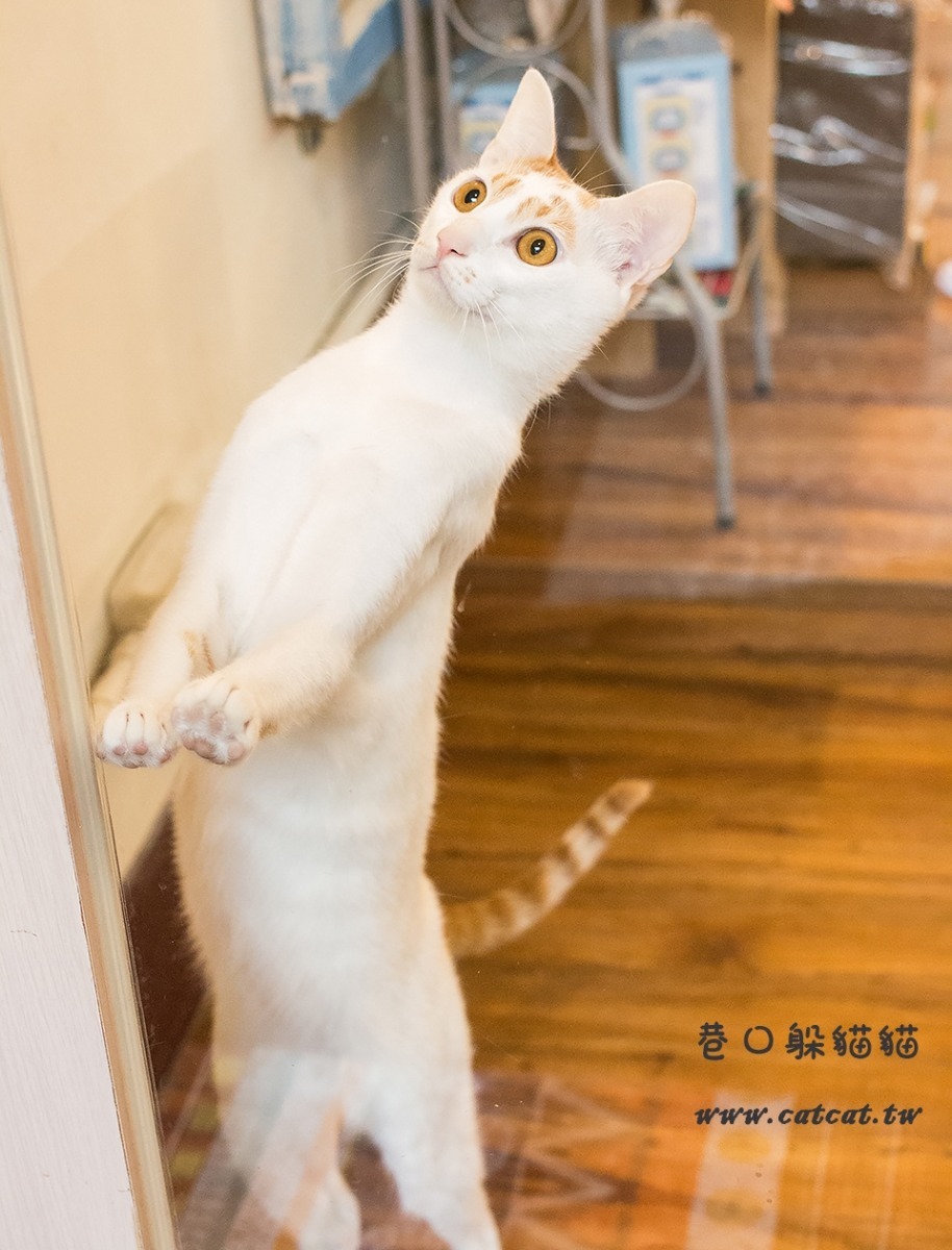 淘淘在找的貓奴，是你嗎？　取自巷口躲貓貓 貓旅館