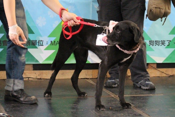 貝兒的兄弟姊妹都找到領養人了，只剩牠在流浪動物花園待了5年，你願意讓牠過個有家的聖誕節嗎？  江幸芸/攝