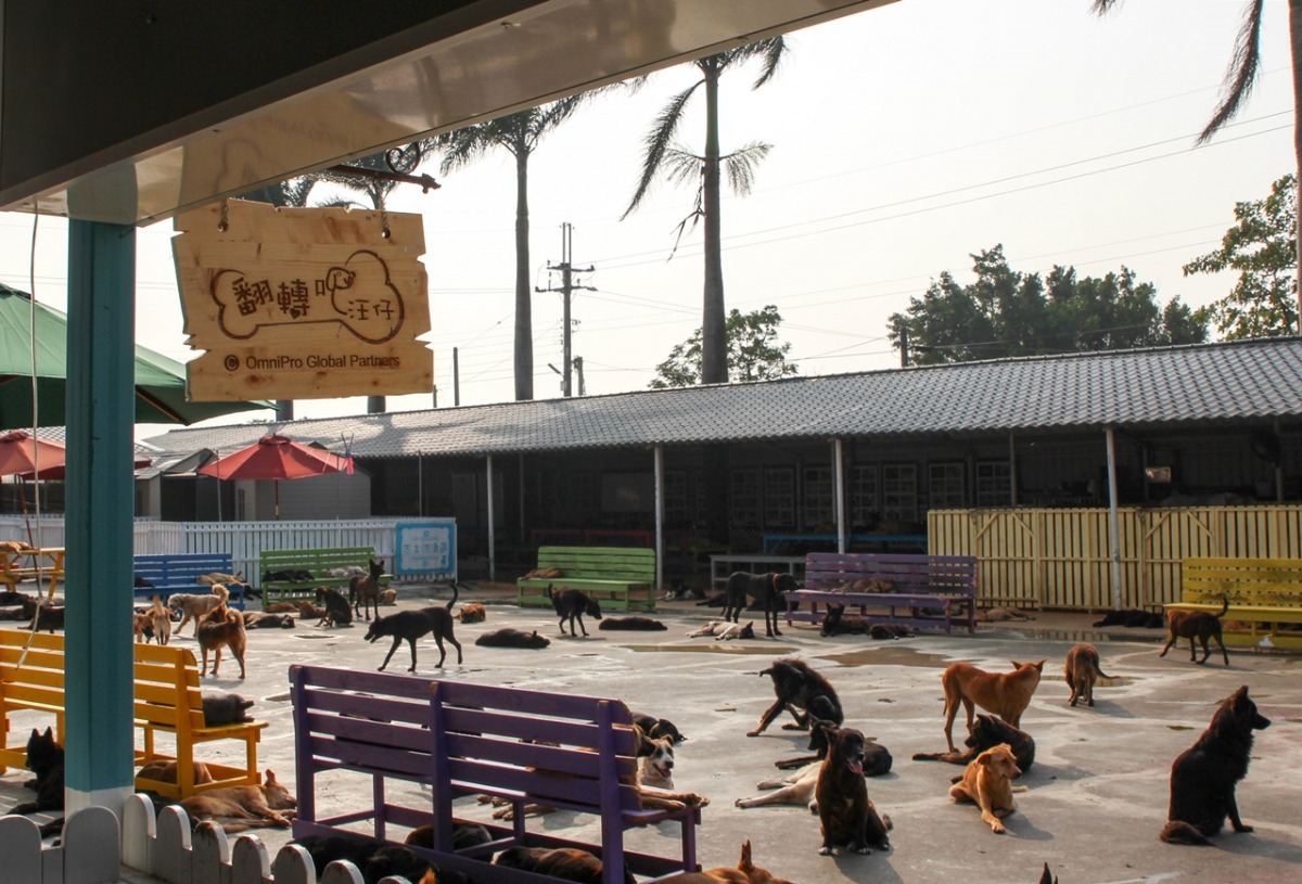 這些汪仔是不是都很可愛呢？快來領養牠們吧！　翻轉吧汪仔/提供
