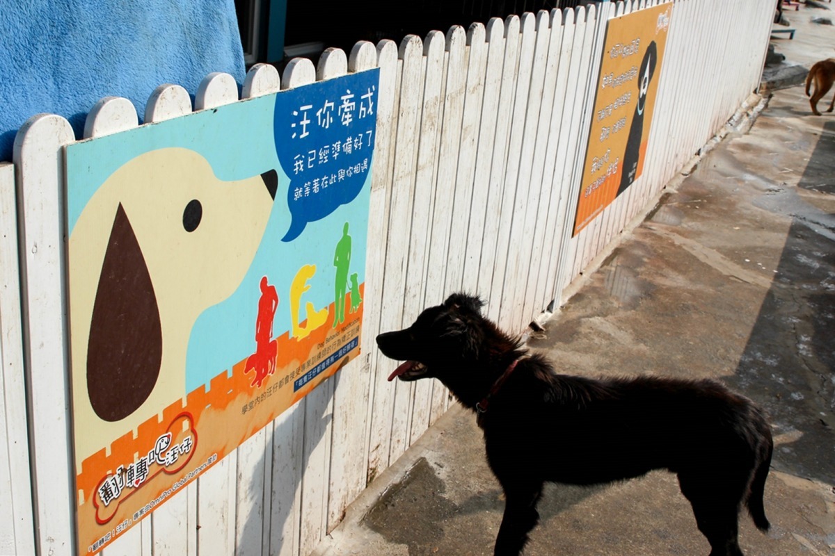 狗狗愛上課！　翻轉吧汪仔/提供