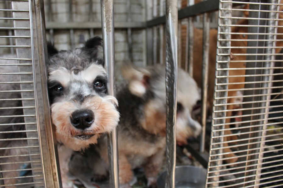 品種犬較需特別打理。　資料照，何宜/攝