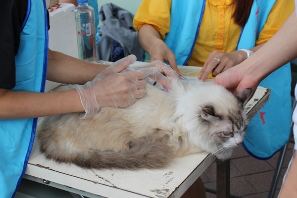 花蓮縣為狂犬病疫區,動保自治條例的草案中對於犬貓疑似罹患狂犬病,或被疑患狂犬病的動物咬到,有明確的處理方式。圖為貓咪施打狂犬病疫苗。 何宜/攝