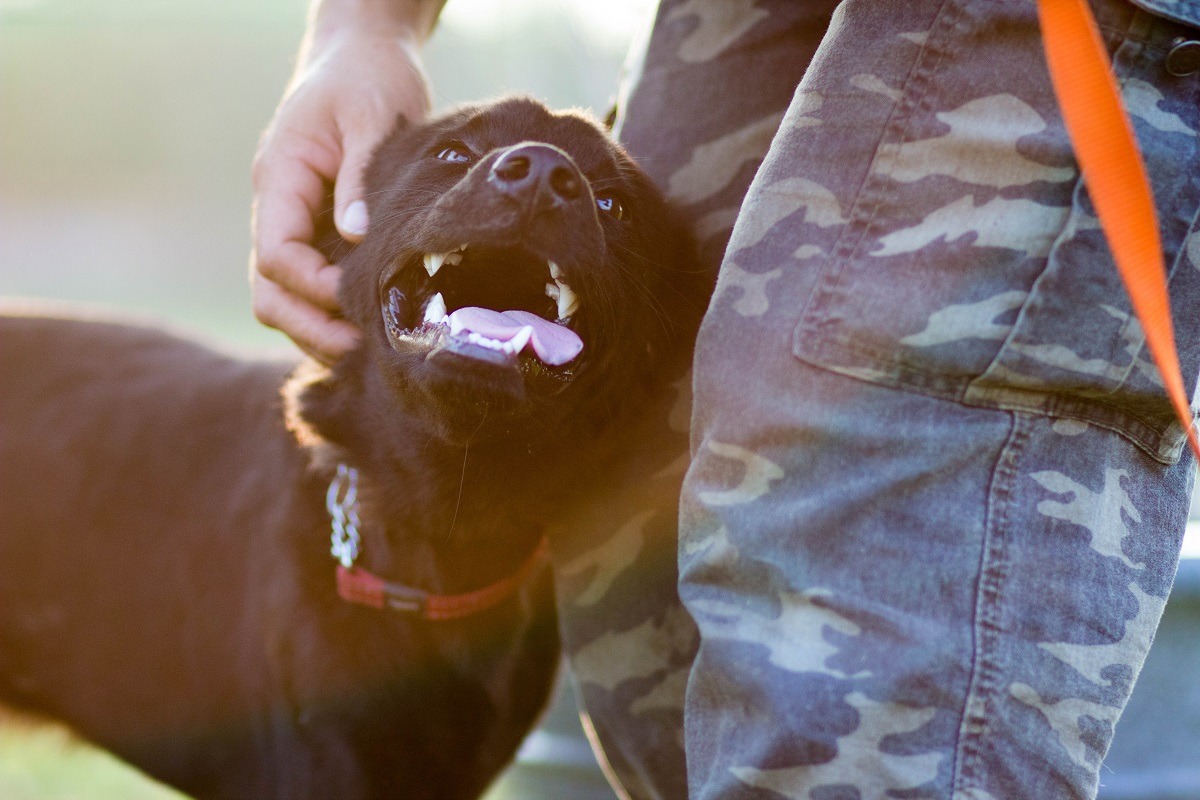 狗狗都很撒嬌可愛。　翻轉吧汪仔/提供