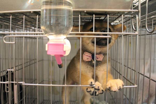 台北市寵物商業同業公會理事長張靖霖認為,寵物業者具備正確的繁殖飼養觀念,就能做到動物福利。 江幸芸/攝