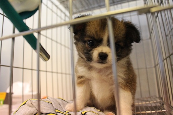 紐約同時也通過法案，要求寵物店的貓狗賣出前要先結紮或絕育，並植入晶片。　江幸芸/攝