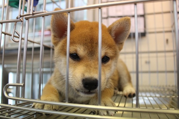 第十屆台北寵物嘉年華現場,將有寵物業者提供被民眾購買後又退養的狗狗,開放領養。此非遭退養的狗。 江幸芸/攝