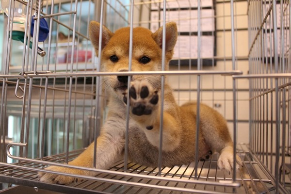 未來,高雄市的特定寵物業者必須參加訓練課程,否則不能換發新的許可證;3樓以上樓層也不得申請作為特定寵物業的繁殖、買賣或寄養場所。 江幸芸/攝