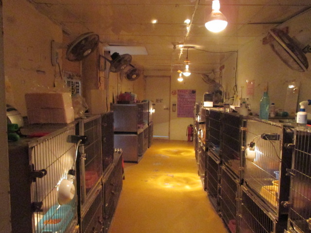新屋貓舍。　新屋收容所/提供