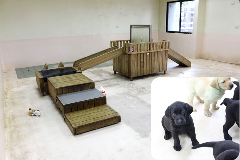 緝毒幼犬的遊戲區有模擬輸送帶的遊戲設施，可說是邊玩邊訓練。 何宜/攝