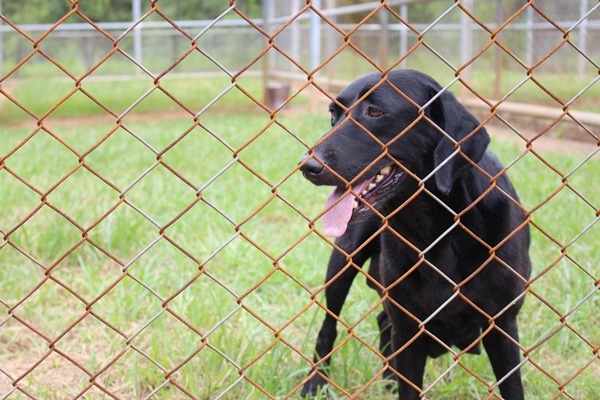 黑色母種犬剛生完幼犬，仍在休養。　何宜/攝