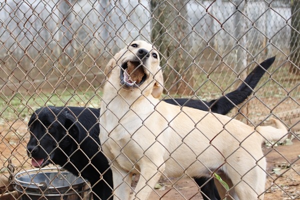 獨立、愛玩的狗兒才有機會成為緝毒犬。　何宜/攝