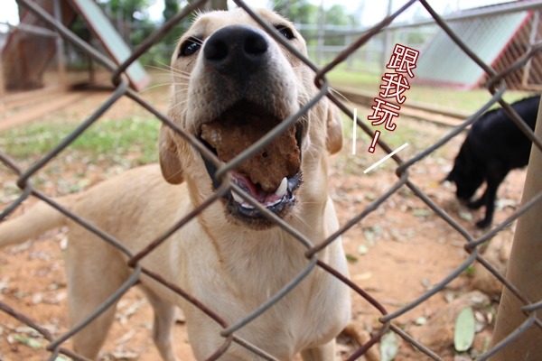 狗兒白天都在100平方公尺的戶外活動區玩耍，還有板子可以遮陽。　何宜/攝