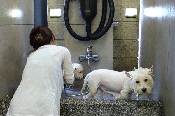 樂逗森林提供寵物自助洗的設施。 江幸芸/攝