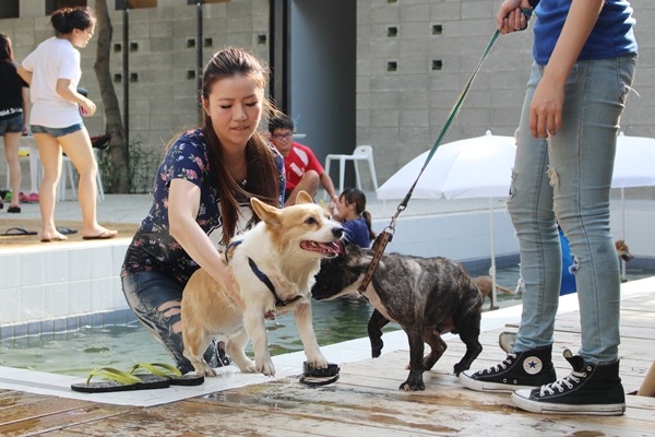 樂逗森林有戲水池可讓飼主和狗兒一起玩水。 江幸芸/攝