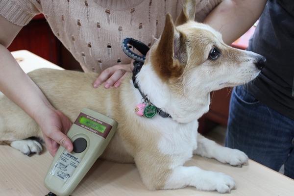 新北市動保處呼籲，民眾撿到遊蕩動物時，應馬上前往動物之家、動保處或動物醫院等單位掃描晶片，確認動物是否有主人。　江幸芸/攝
