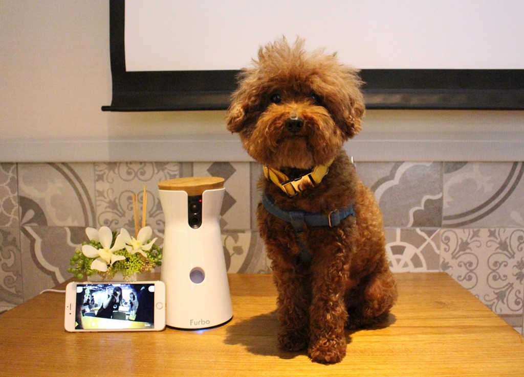 公關犬Gobi是Furbo的最佳測試員。　黃靖雅/攝