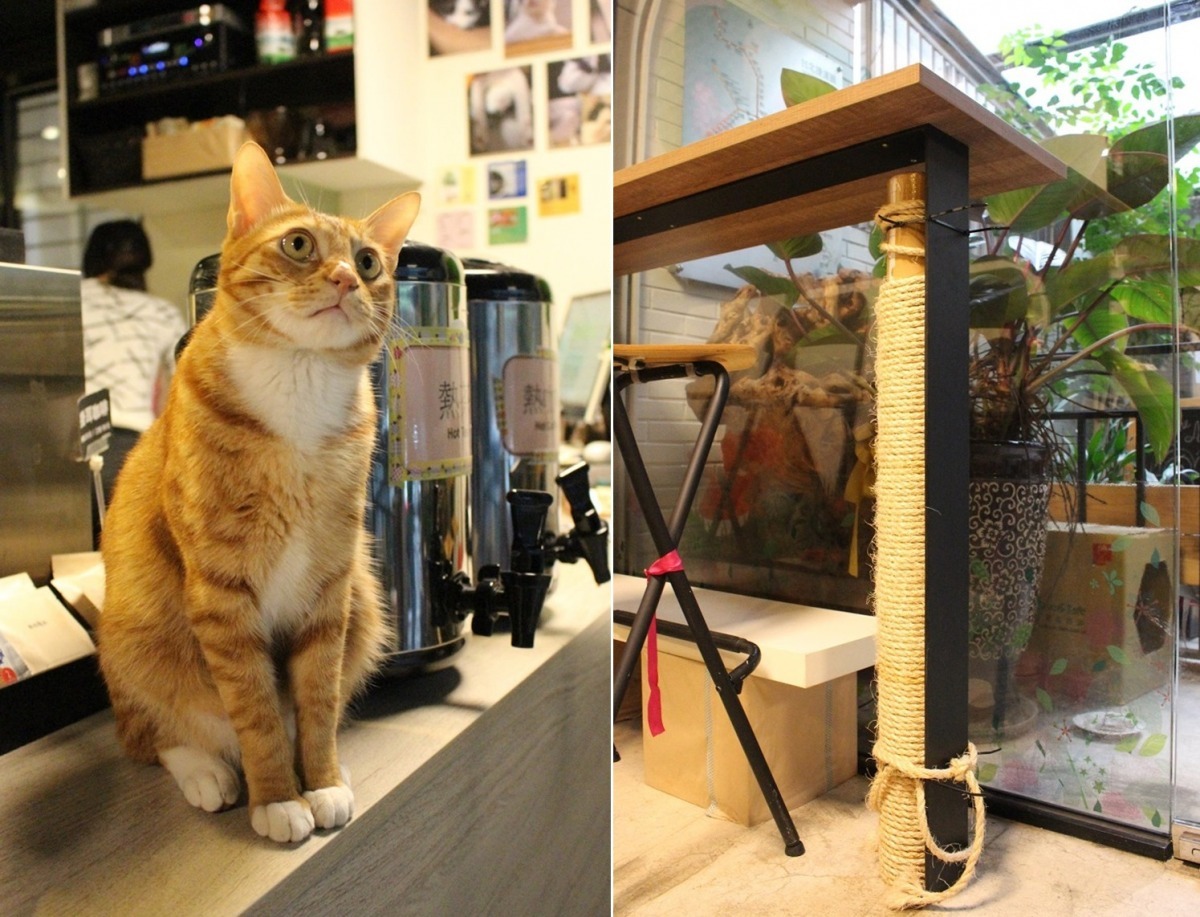 艾斯糖咖啡廳放有艾斯的窩、食碗，老闆娘還把其中一張桌子的桌腳綁上麻繩作為艾斯的貓抓柱。　黃靖雅/攝