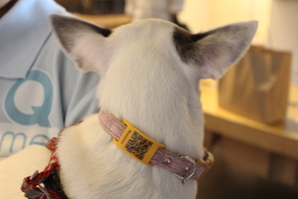 QRcode項圈技術門檻較低，非項圈使用者也能掃描QRcode、聯絡到飼主。　李娉婷/攝