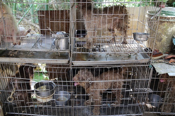 林姓飼主否認有非法買賣，也否認刻意為犬隻育種。　桃園市推廣動物保護協會/提供