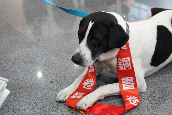台北大學校犬牛牛獲頒犬組黃銅書卷獎。 黃靖雅/攝