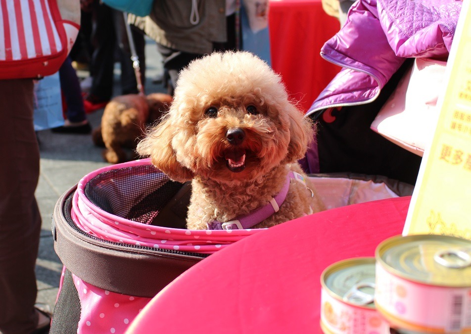 不知道你有沒有想過，毛孩對你的全心陪伴，其實也算是一種「工作」，身為主人，也應該準備一頓豐盛的尾牙好好慰勞他們！　黃靖雅/攝