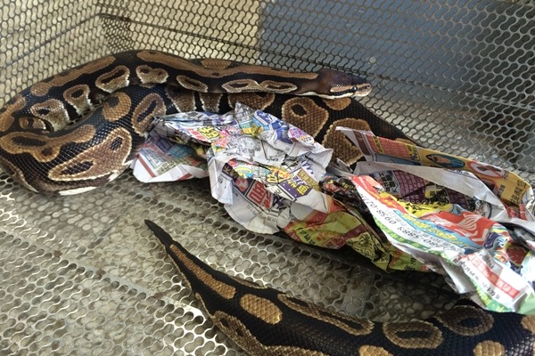 蟒蛇將回到桃園，由黑貓宅急便桃園的貨運人員聯繫飼主，再決定處理方式。　航空警察局台北分局/提供