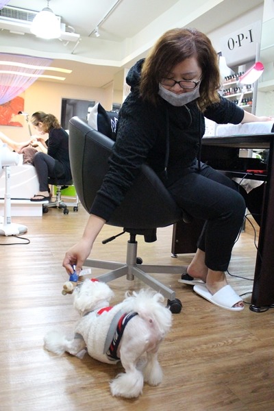 這天沒有等待客人的男伴，店裡的常客廖小姐趁著左手做光療，用右手和Be將玩。　江幸芸/攝