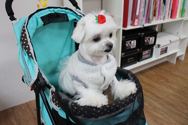 黃暄筑推著這台推車帶Be將上班，而結婚當天，Be將也是這台推車走紅毯。　江幸芸/攝