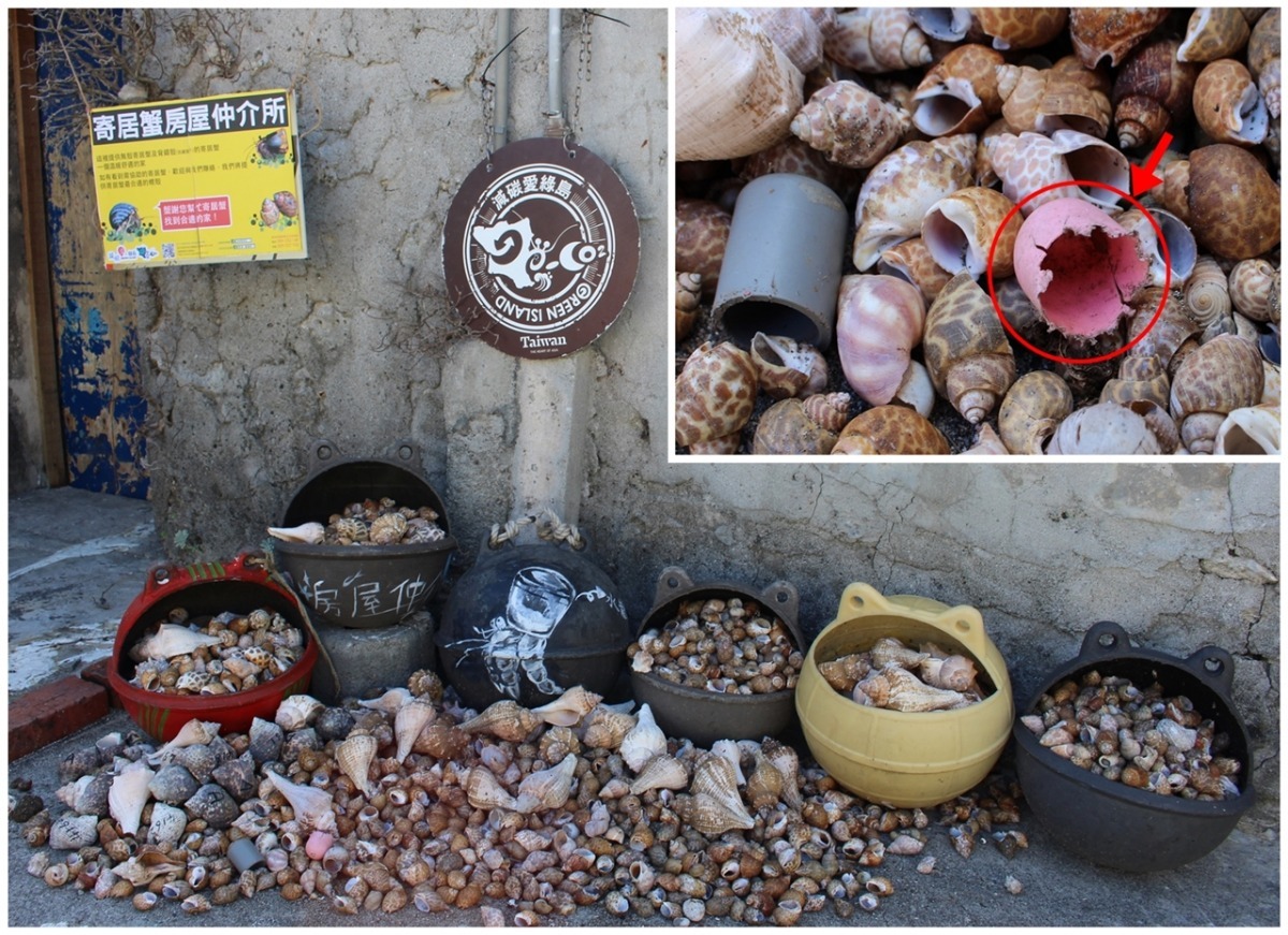 綠島厝前的寄居蟹房屋仲介所,寄居蟹會在半夜或清晨時,到此挑選合適的殼,帶走新屋,留下舊屋。小圖中的粉色塑膠殼,邊緣極不平整,這是被寄居蟹使用過的痕跡。 黃靖雅/攝