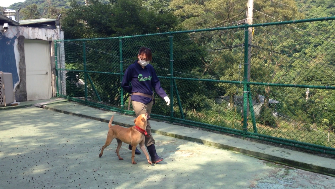 對動物之家的狗狗來說,訓練的前置作業是習慣籠外的世界。 凱拉/提供