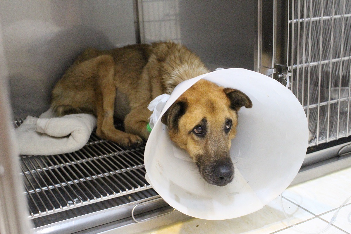 優漢剛入院時，連頭都抬不起來。　黃靖雅/攝