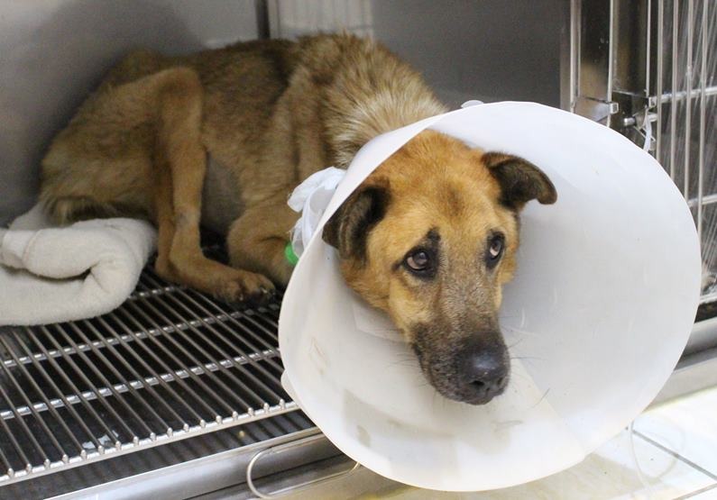 優漢去年暑假住進加護病房時,已經幾乎無法靠自己站立。 資料照。黃靖雅/攝