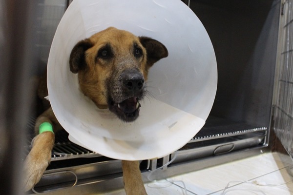 承受病痛的優漢看到熟悉面孔，仍努力抬頭跟大家互動。　黃靖雅/攝