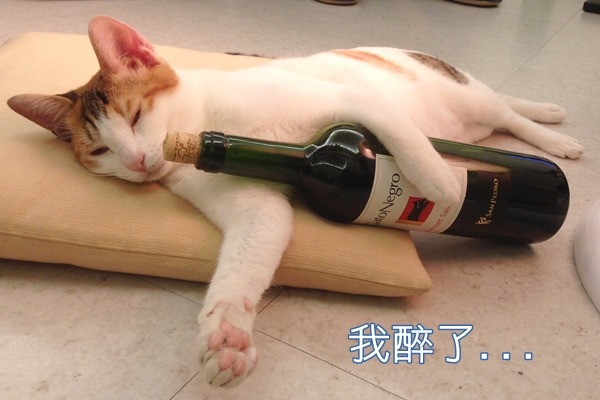 Lulu是謝宇柔自己養的第一隻貓咪。　謝宇柔/提供