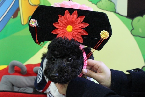 寵物客房還有扮裝拍照區。你覺得我像格格嗎？　李娉婷/攝