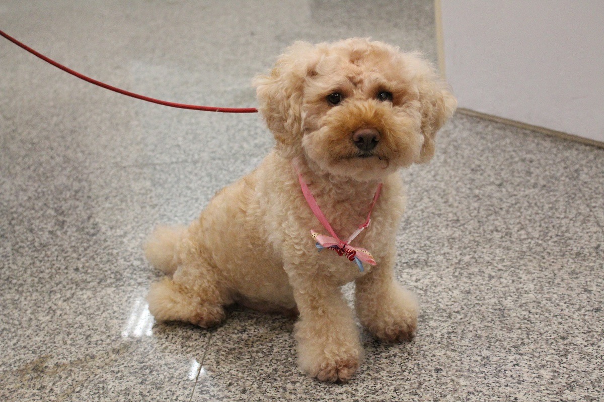 林尚能的愛犬「小利菁」。　黃靖雅/攝