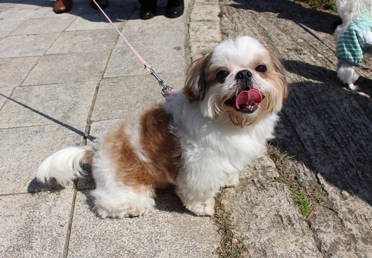 你的寵物有做寵物登記嗎？　資料照。李娉婷/攝