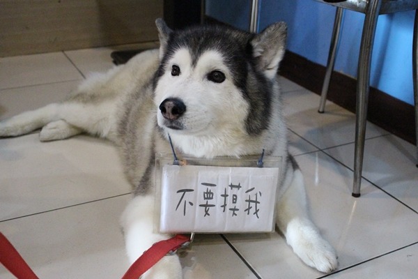 擁有美人尖的漂亮哈士奇「饅頭」曾有咬人問題，經過飼主耐心訓練，現在人寵相處融洽。　李娉婷/攝