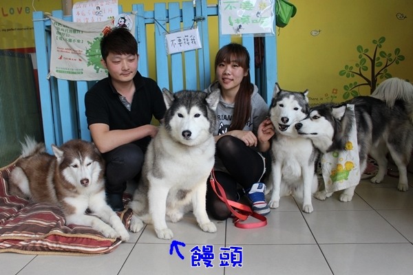 游凱群（右）和未婚夫林承平（左）養了4隻哈士奇，會在「小角落pasta」迎接客人。　李娉婷/攝