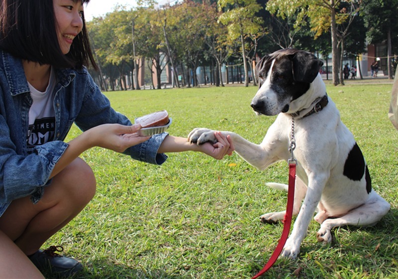 看在食物的份上,牛牛爽快的表演握手、換手和趴下。 黃靖雅/攝