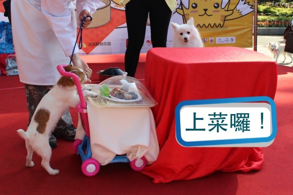 才3個月大的傑克羅素梗「Amy」，推著小餐車上菜囉！  江幸芸/攝