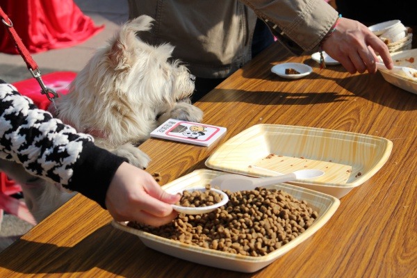 主辦單位擺出長桌，放上大盤的寵物飼料和罐頭，讓毛孩吃飽好過年。  江幸芸/攝